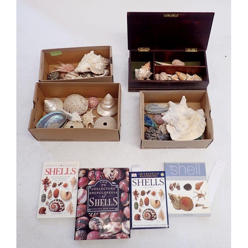 952 - A collection of various sea shells and minerals plus four books on shells