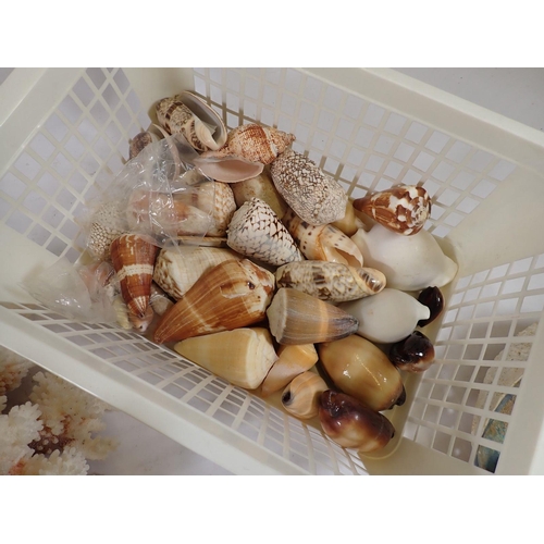 1121 - A box of good quality shells, coral and a dried puffer/blow fish etc.