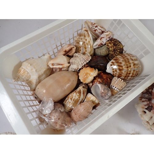 1121 - A box of good quality shells, coral and a dried puffer/blow fish etc.