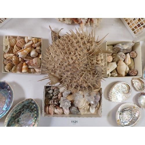 1121 - A box of good quality shells, coral and a dried puffer/blow fish etc.