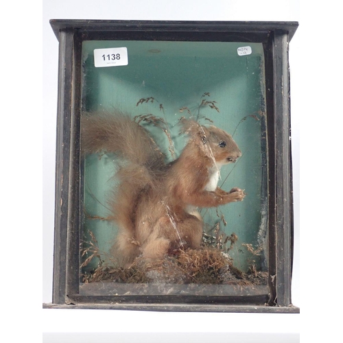 1138 - A Victorian taxidermy squirrel, 32 x 28cm