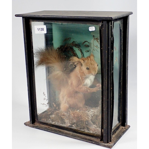 1138 - A Victorian taxidermy squirrel, 32 x 28cm