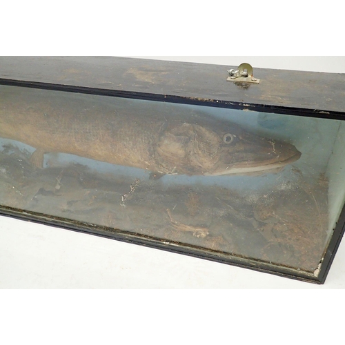 1138A - A large Victorian taxidermy pike in river bed case with label 'W Hussey, White St, Market Leamington... 