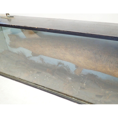 1138A - A large Victorian taxidermy pike in river bed case with label 'W Hussey, White St, Market Leamington... 