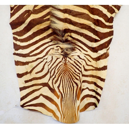 1216 - A zebra skin, 264 x 181cm