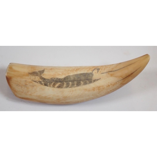 983 - A whales tooth scrimshaw with whale and sailing ship decoration, 15cm long