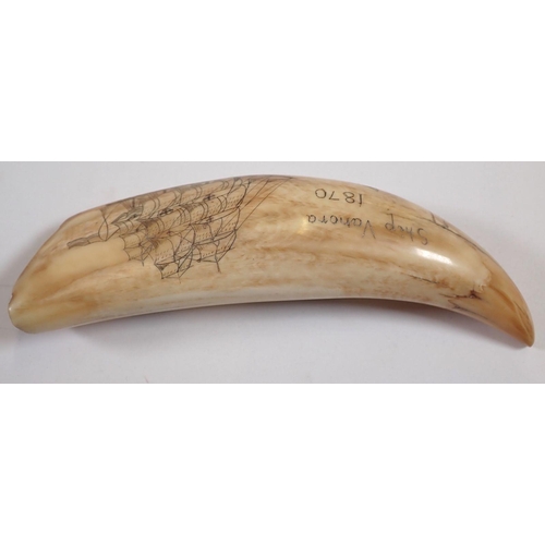 983 - A whales tooth scrimshaw with whale and sailing ship decoration, 15cm long