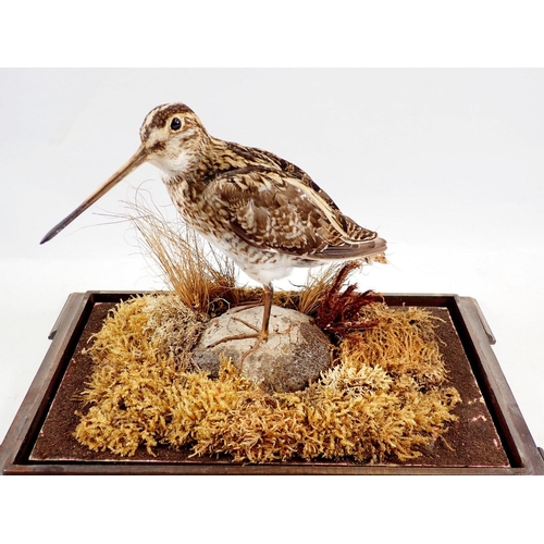 873 - A taxidermy snipe in glazed case, 29 x 16 x 25cm