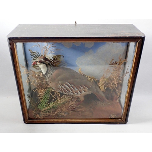 874 - A taxidermy red legged partridge in case, 34 x 40 x 16cm