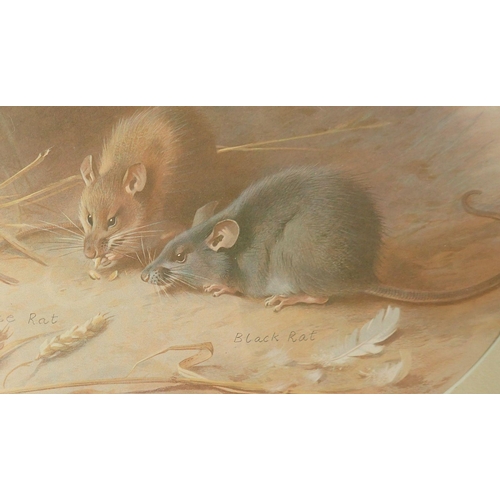 921 - A pair of oval prints of rats after Thorburn, 23 x 28cm