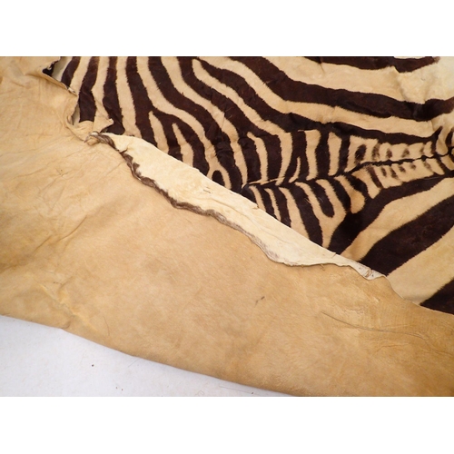 949 - A zebra skin 260x205cm