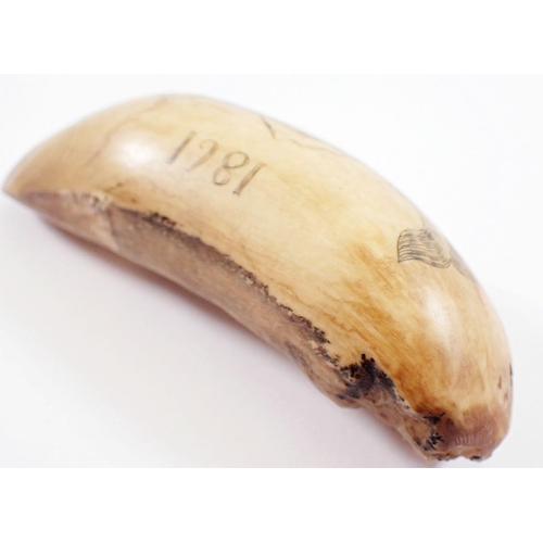 1079 - A whales tooth scrimshaw, 9.5cm long