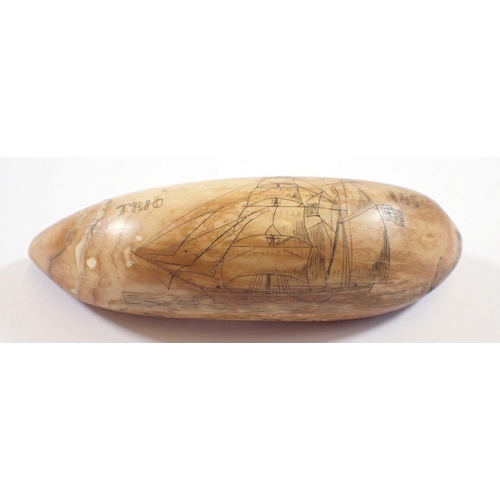 1080 - A whales tooth scrimshaw, 11.5cm long