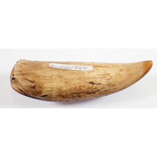 1082 - A whales tooth scrimshaw, 11.5cm long