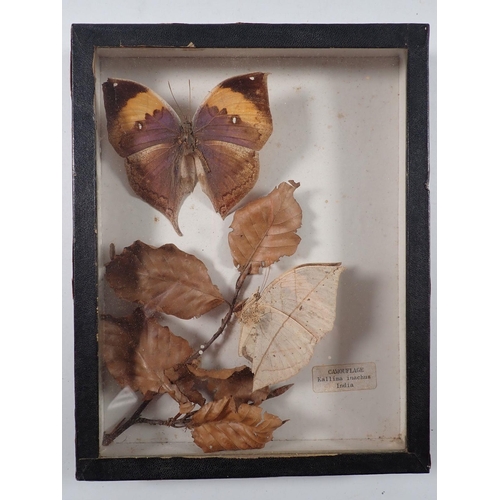 1067 - A camouflage Kallima Inachus India butterfly in glass case together with another butterfly in dome p... 