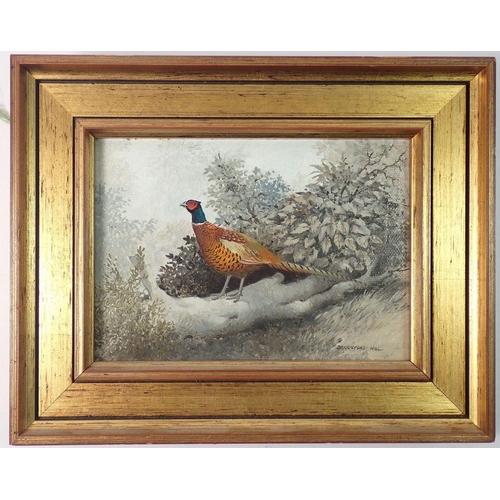 1101 - Beresford Hill - oil on board of a pheasant, 12 x 17cm