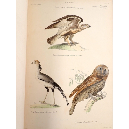 865 - The Museum of Natural History 'Birds' by William S Dallas, multiple hand coloured plates