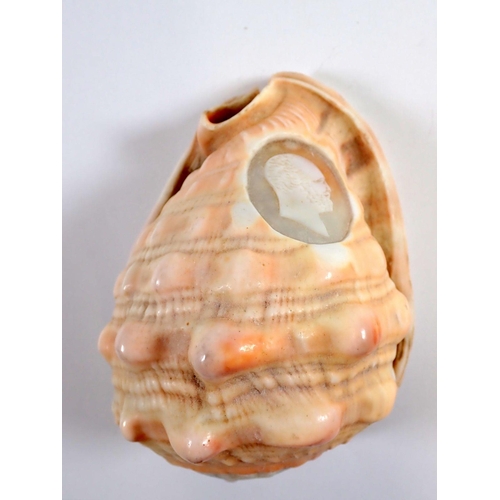 934 - A conch shell carved with a cameo of a man, 12cm tall