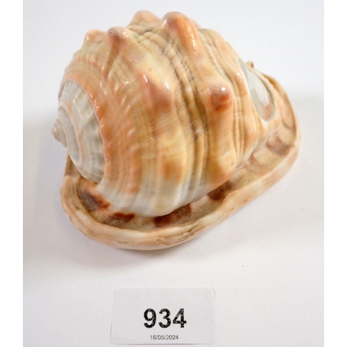 934 - A conch shell carved with a cameo of a man, 12cm tall