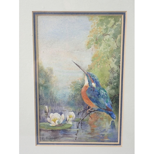 1150 - Charlie Baldwyn - watercolour of a kingfisher, 15 x 10cm