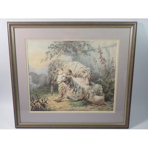 1153 - Sydenham Edwards - reproduction print sheep and rams, signed and dated 1795, 27 x 33cm