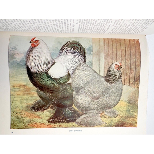 974 - Wright's Book of Poultry revised and edited edition by S H Lewer London, The Waverley Book Company