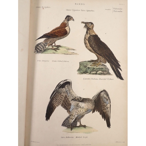 982 - The Museum of Natural History 'Birds' by William S Dallas, multiple hand coloured plates