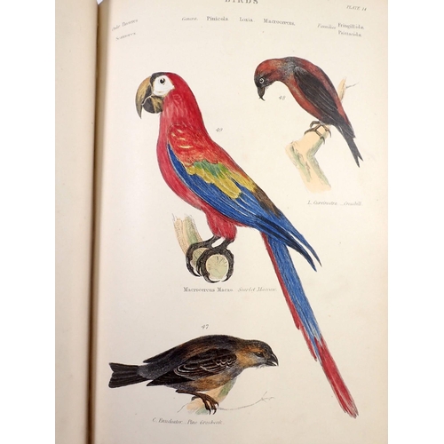 982 - The Museum of Natural History 'Birds' by William S Dallas, multiple hand coloured plates