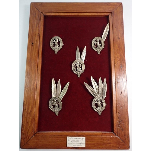 703 - A framed display of five Seaforth Highlanders Sutherland and Caithness cap badges with ten feather b... 