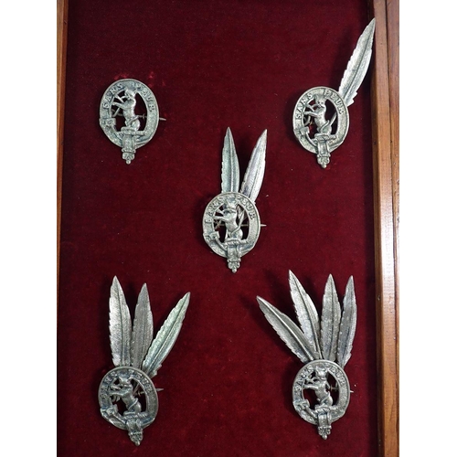 703 - A framed display of five Seaforth Highlanders Sutherland and Caithness cap badges with ten feather b... 