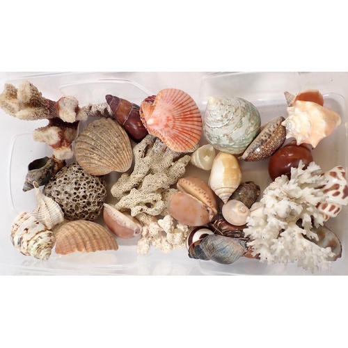 796 - A box of interesting shells, coral etc including mother of pearl examples