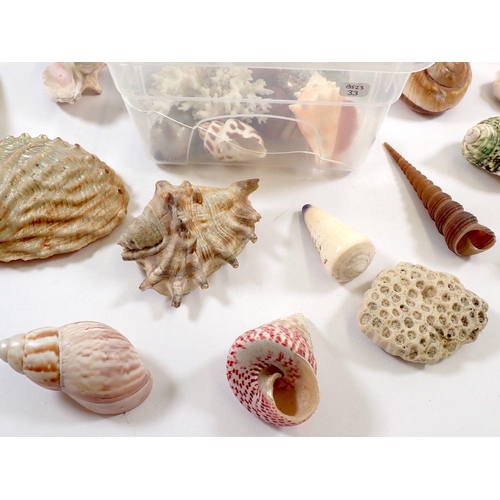 796 - A box of interesting shells, coral etc including mother of pearl examples