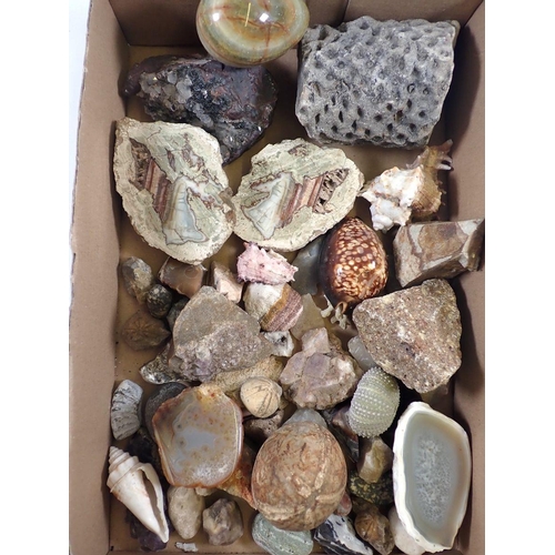 801 - A box of crystal, fossils and shells etc.