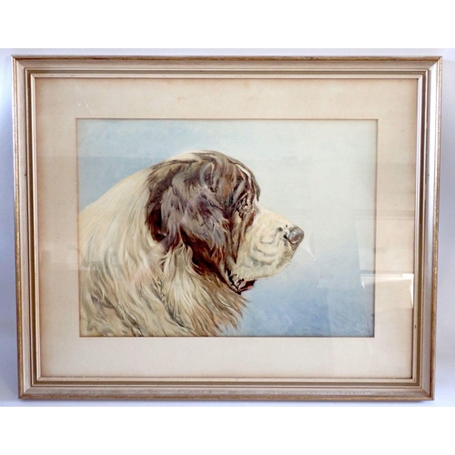 902 - A watercolour of a St Bernard dog, 36 x 49cm