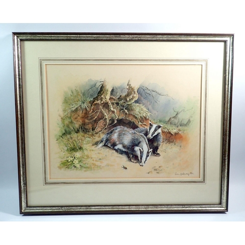 972 - Susan Hookway Tubbs - two watercolours of badgers, largest 30 x 40cm