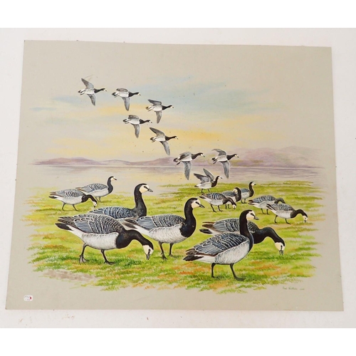 1295A - Paul Nicholson - watercolour Barnacle Geese, unframed, 51 x 61cm