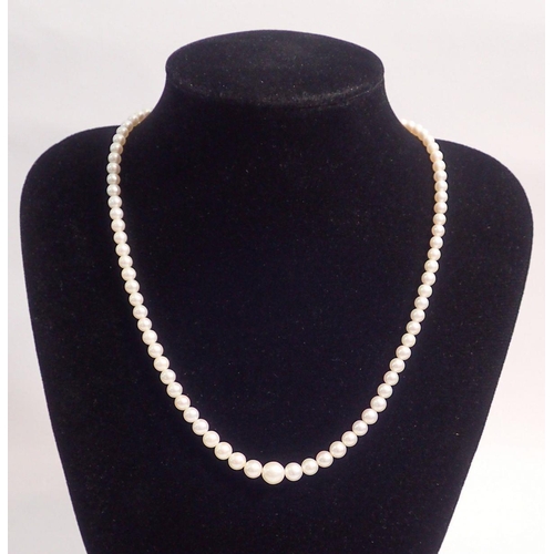 345 - A string of pearls by J Kohle with 9 carat gold two tone clasp, 42cm long