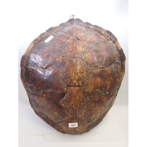 1287 - An antique Hawksbill turtle shell circa 1900's with Cities (Defra) certificate No 24GBA10RP85EA, 63 ... 