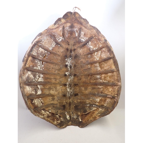 1287 - An antique Hawksbill turtle shell circa 1900's with Cities (Defra) certificate No 24GBA10RP85EA, 63 ... 