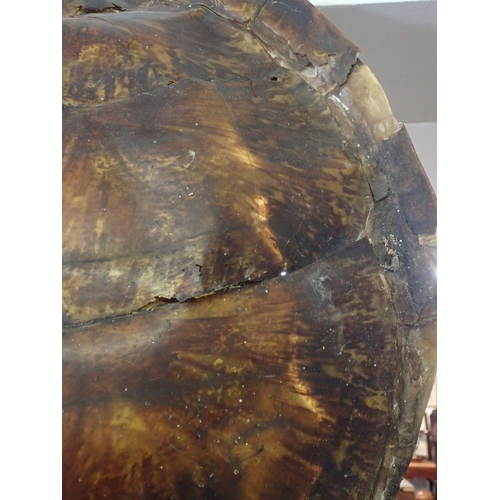 1287 - An antique Hawksbill turtle shell circa 1900's with Cities (Defra) certificate No 24GBA10RP85EA, 63 ... 