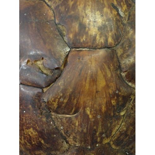 1287 - An antique Hawksbill turtle shell circa 1900's with Cities (Defra) certificate No 24GBA10RP85EA, 63 ... 