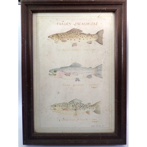 1312 - Ingird Walker - watercolour of three salmon 'Family Salmonidae' 52 x 35cm