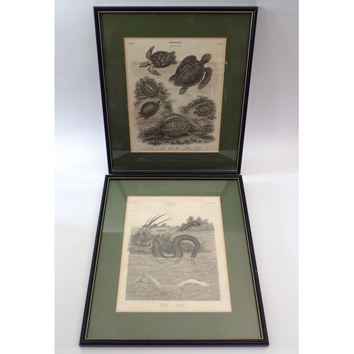 1327 - Two 19th century natural history engravings of turtles and eels, 26 x 20cm