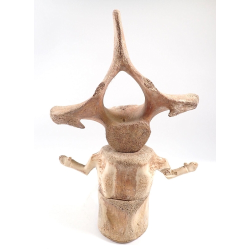 831 - An Inuit carved whale vertebrae sculpture of a seated man, 30cm tall