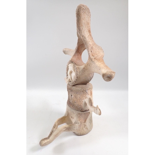 831 - An Inuit carved whale vertebrae sculpture of a seated man, 30cm tall