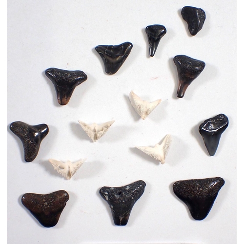 850 - A collection of small fossilised sharks teeth