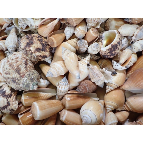 881 - A box containing a good quantity of various shells etc.