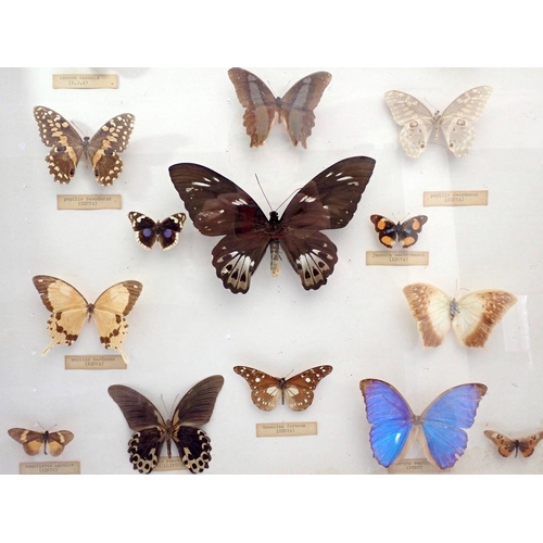 920 - Entomology - a framed and glazed display of sixteen butterflies many annotated including Kenya, Phil... 