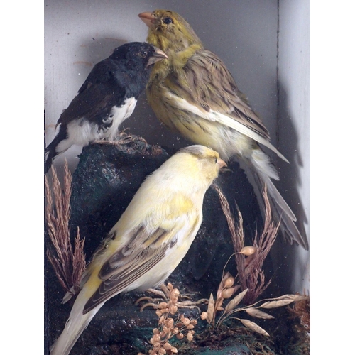 922 - A taxidermy group of three finches in wooden glazed case, 23 x 26.5 x 9cm