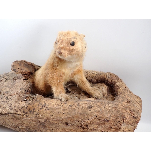 924 - A taxidermy Irish weasel and log, 37cm